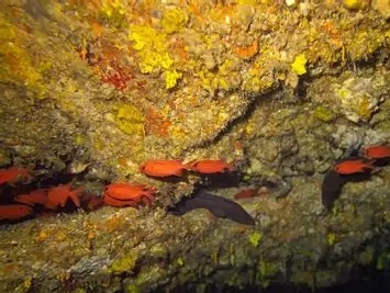 Vaadhoo Caves – Underwater Caverns